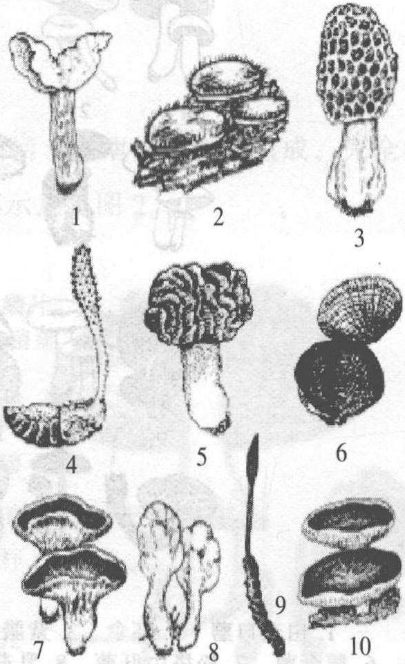 三、子囊菌類子實體特征